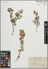 Foto von Salix hastata L. x Salix repens L.